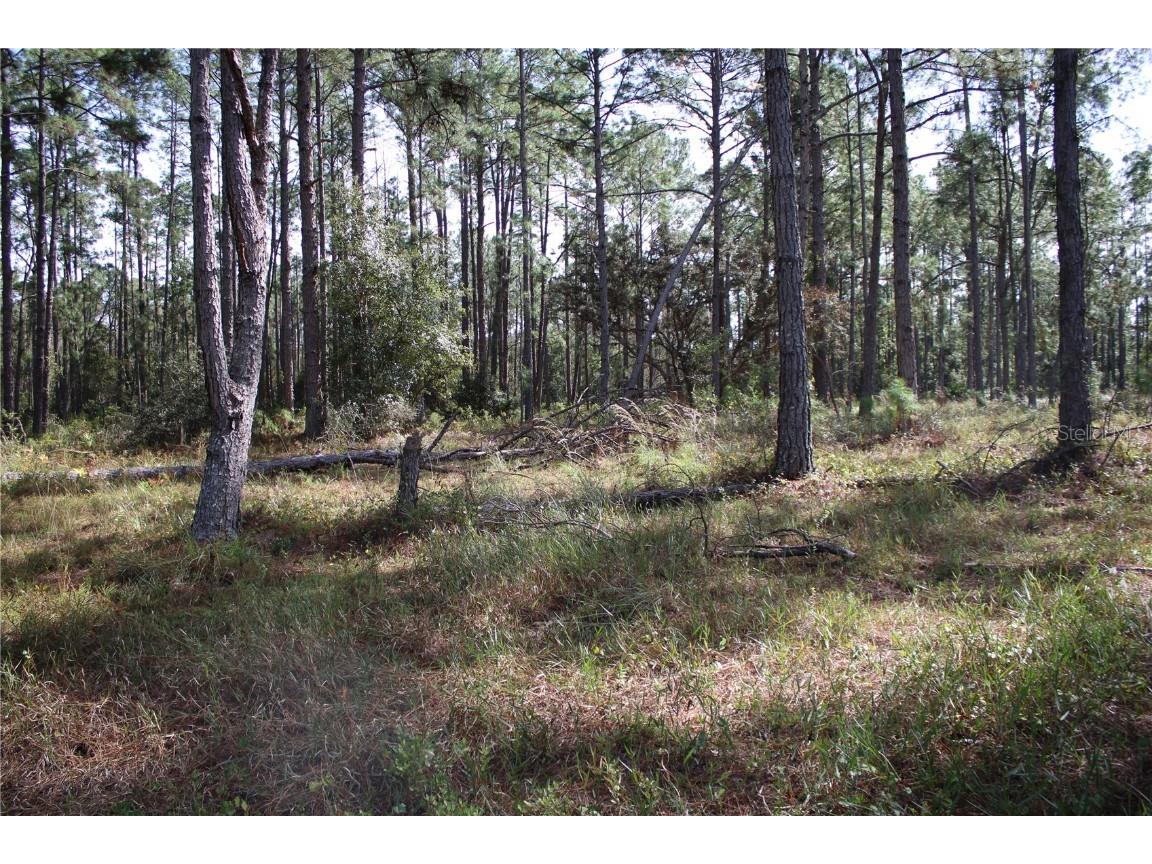 Duboise Drive Clermont FL 34711 S5138235 image18