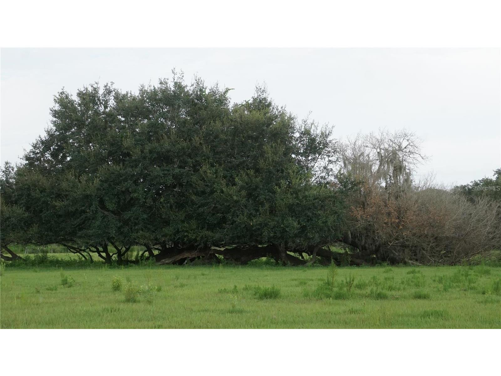 Durant Rd Dover FL 33527 TB8506016 image5