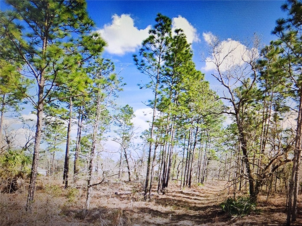 Dusky Sparrow Road #LOT 24 Weeki Wachee FL 34614 TB8461866 image1