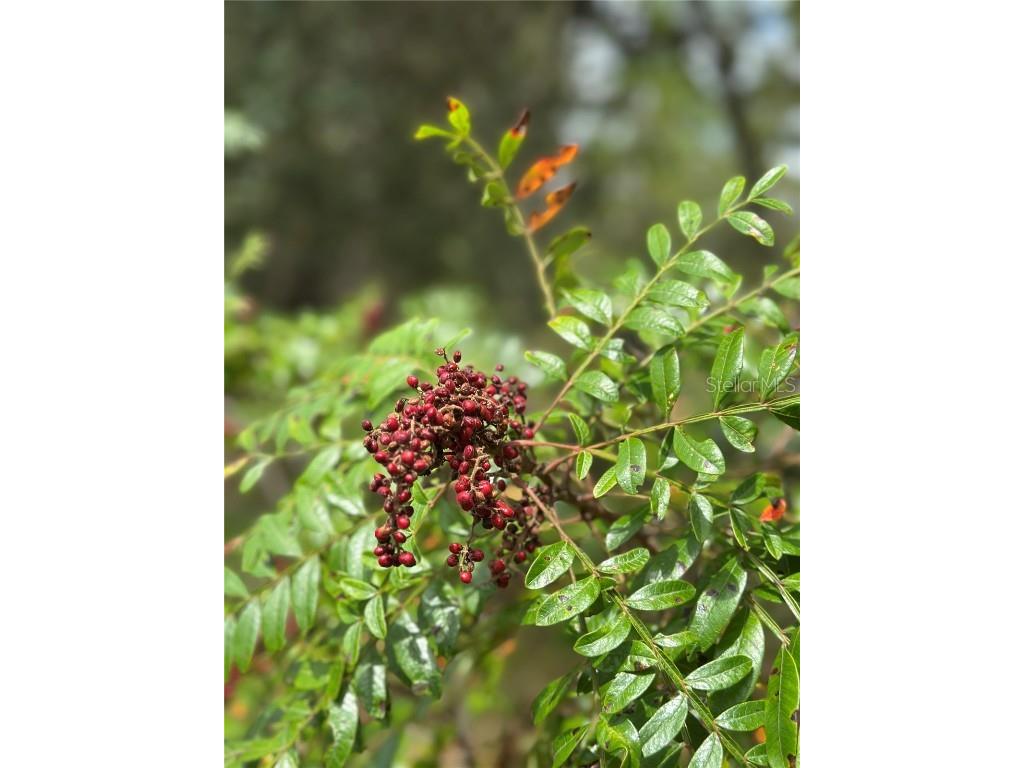  Dunnellon FL 34431 OM709870 image7