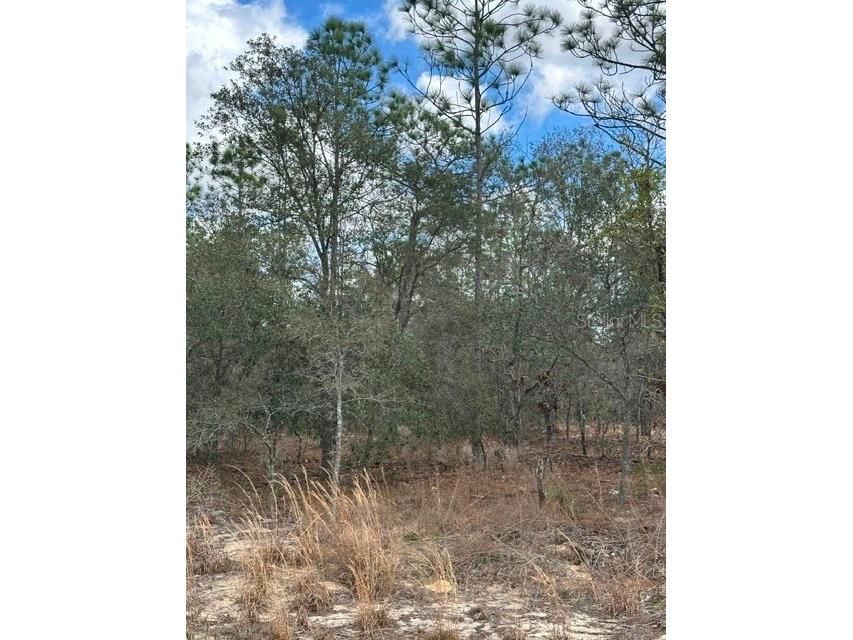  Dunnellon FL 34431 OM719240 image8