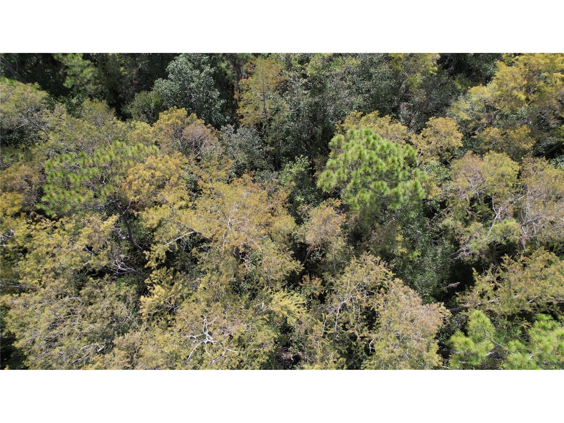 E Highway 316 Fort Mc Coy FL 32134 OM710948 image14