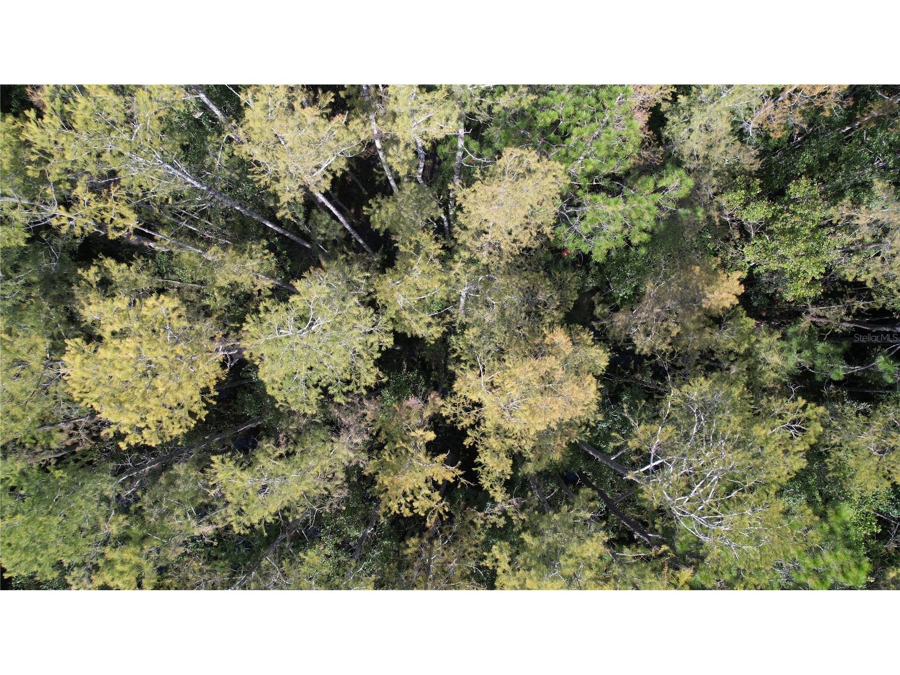 E Highway 316 Fort Mc Coy FL 32134 OM710948 image16