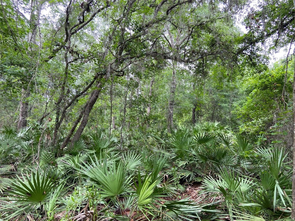 E Hwy 318 Citra FL 32113 OM661998 image1