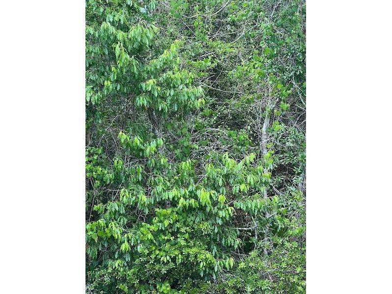 Elkcam Boulevard Chipley FL 32428 V4929419 image1