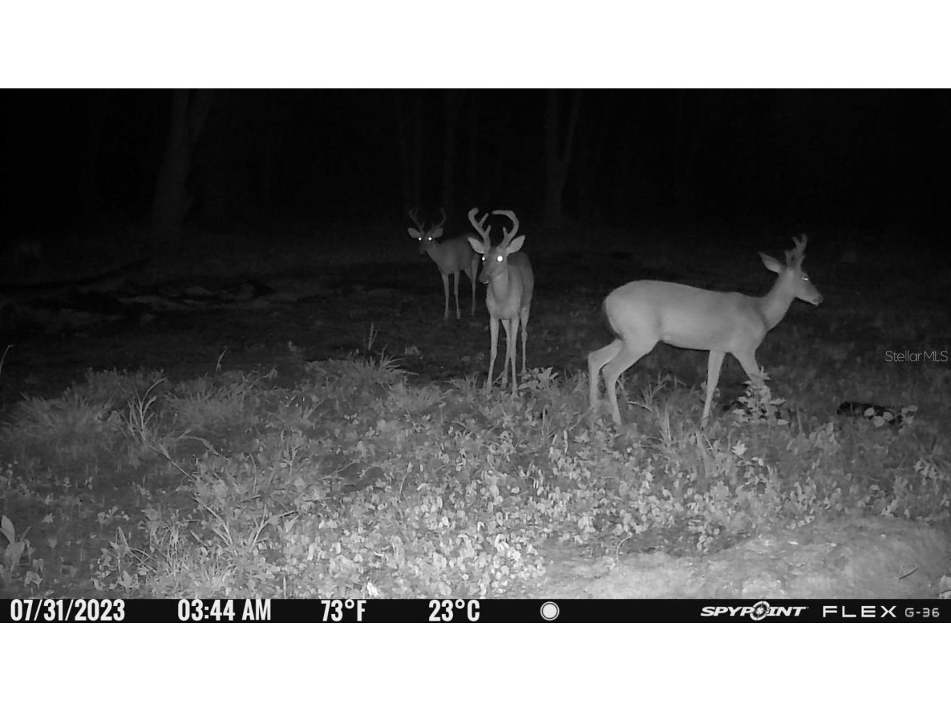 Emeralda Island Road Leesburg FL 34788 G5080852 image12