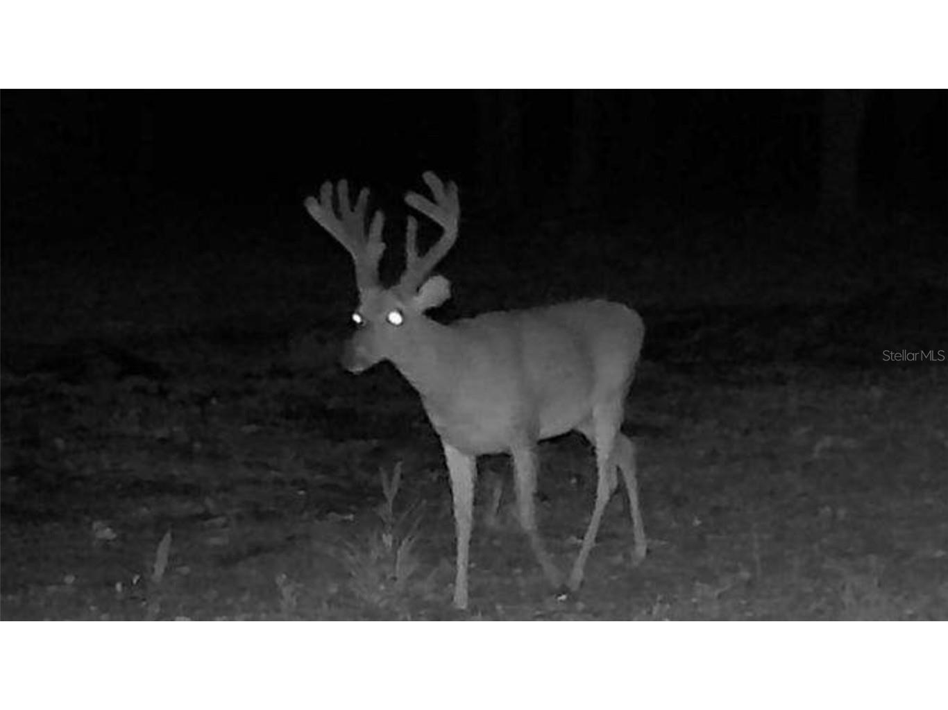 Emeralda Island Road Leesburg FL 34788 G5080852 image13