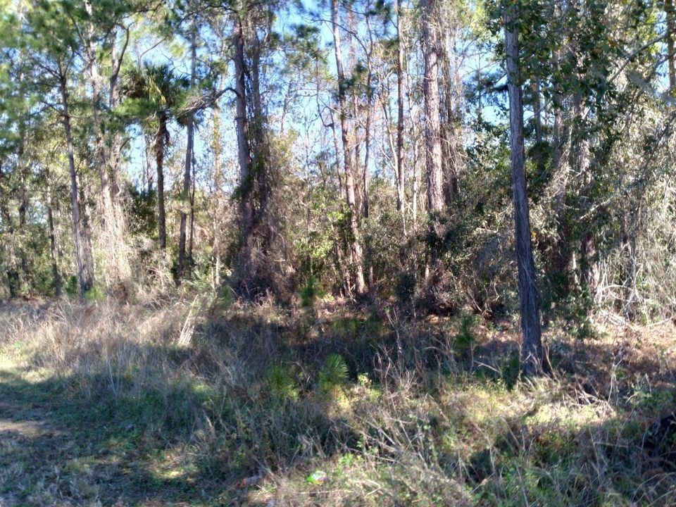 Evans Rd Polk City FL 33868 S5071778 image3