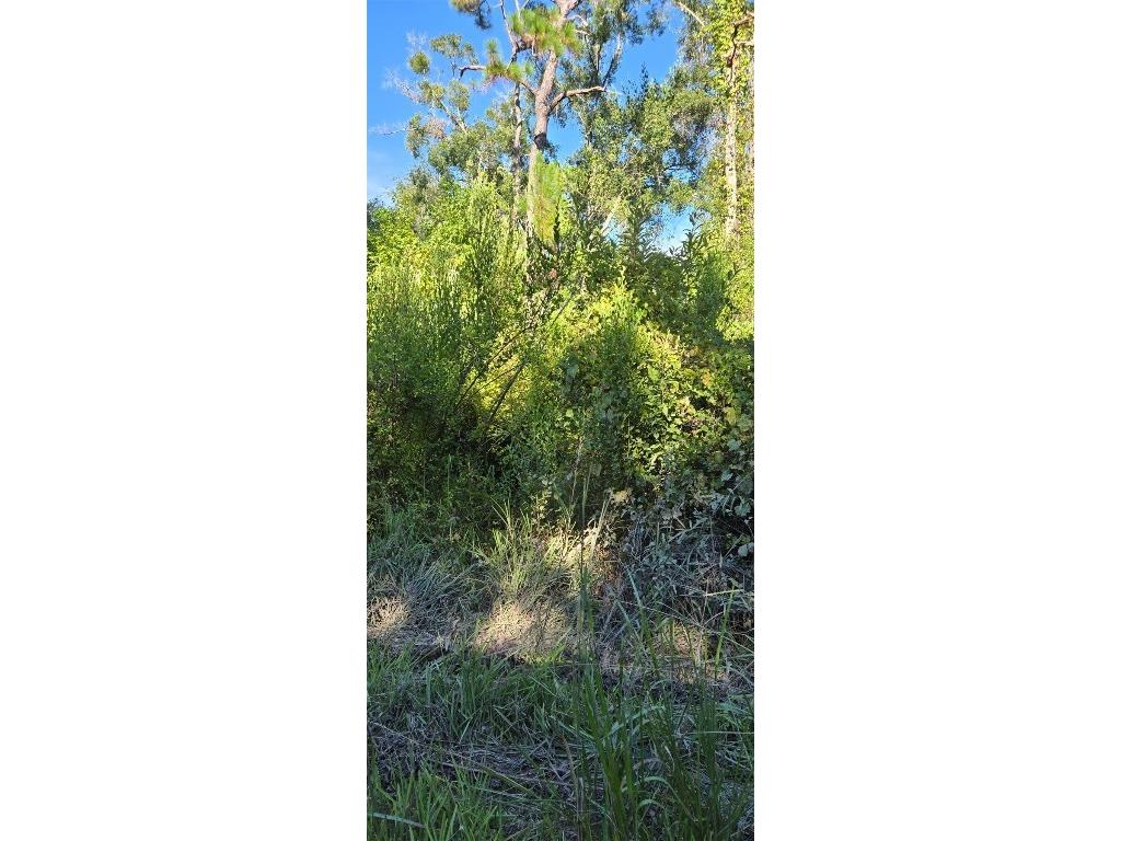 Evergreen Street New Port Richey FL 34654 W7878216 image1