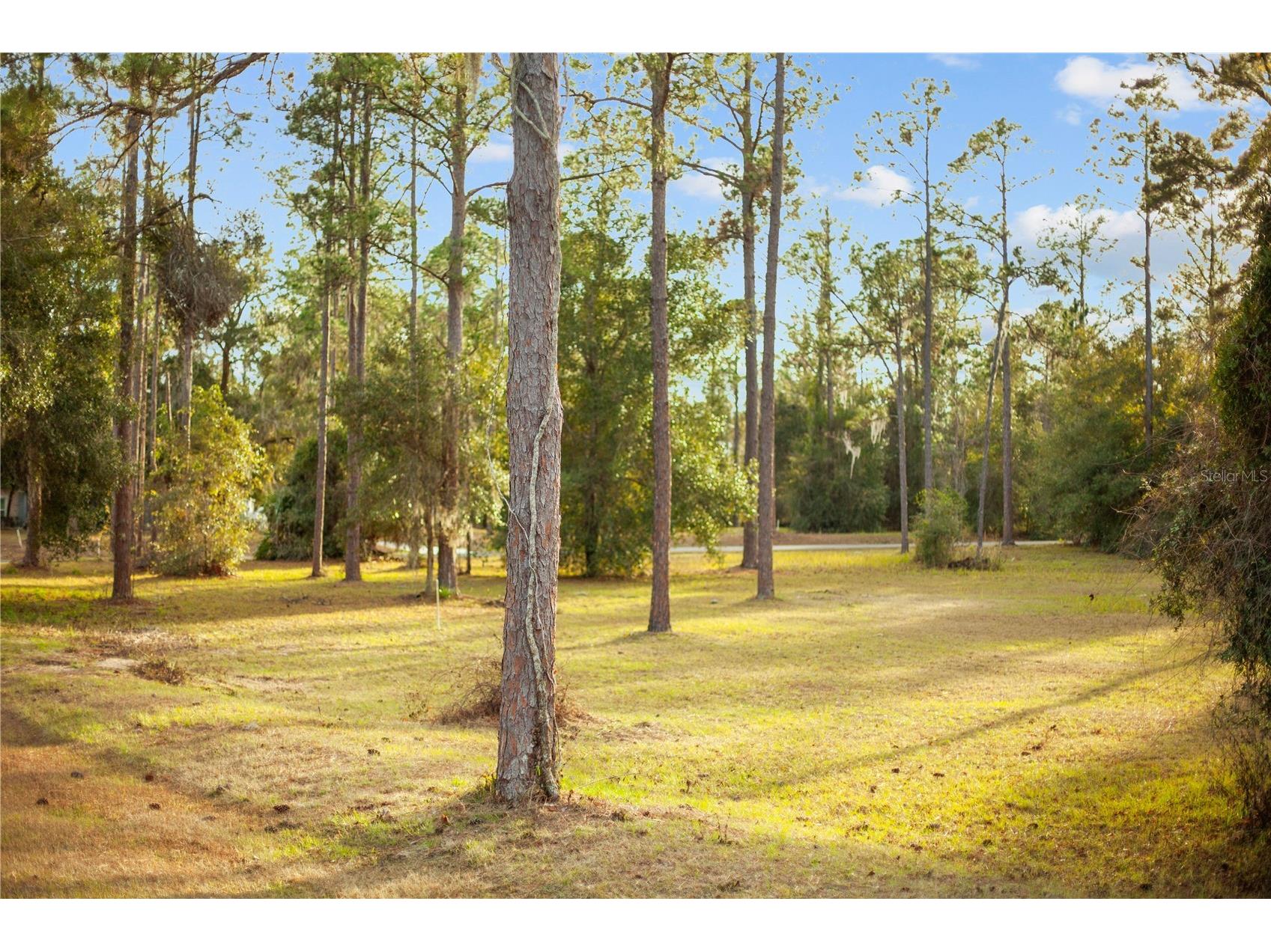 Falabella Groveland FL 34736 O6376979 image34