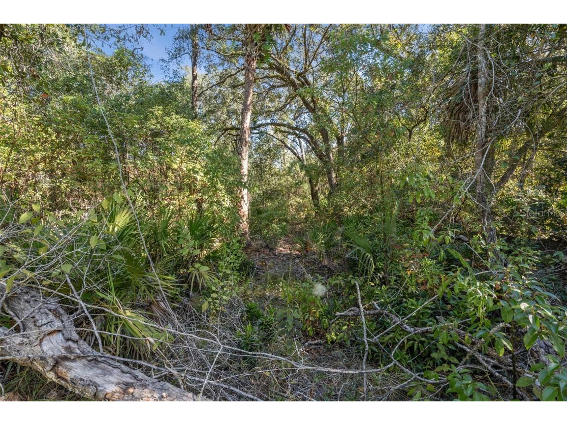 Faye Street Apopka FL 32712 O6355948 image17