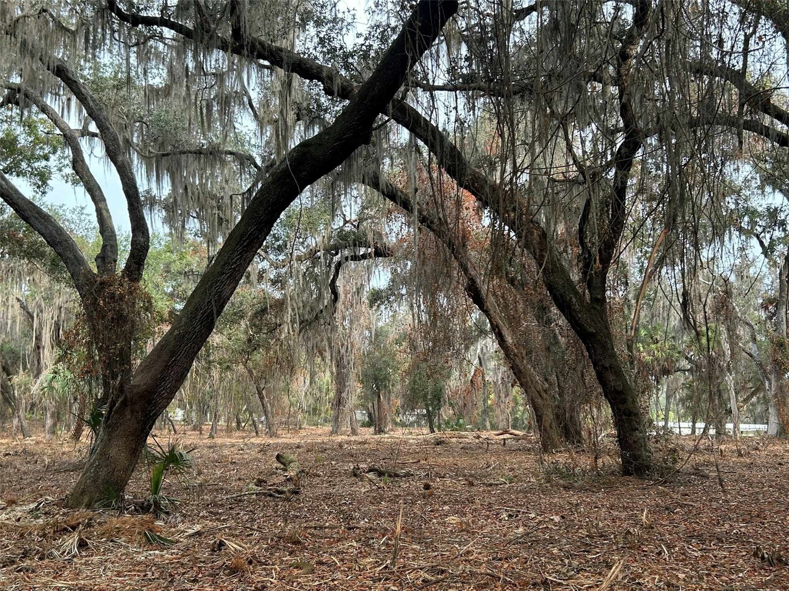 Faye Street Hawthorne FL 32640 O6371460 image4