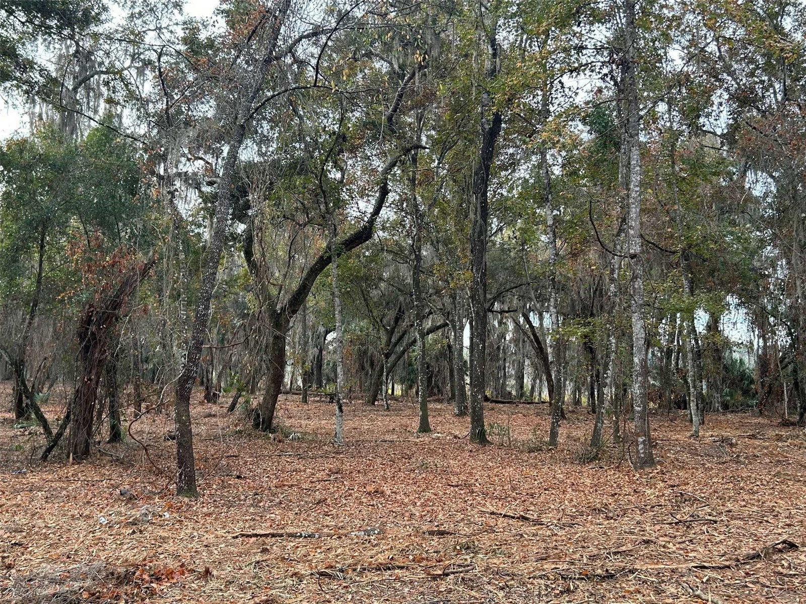 Faye Street Hawthorne FL 32640 O6371460 image5