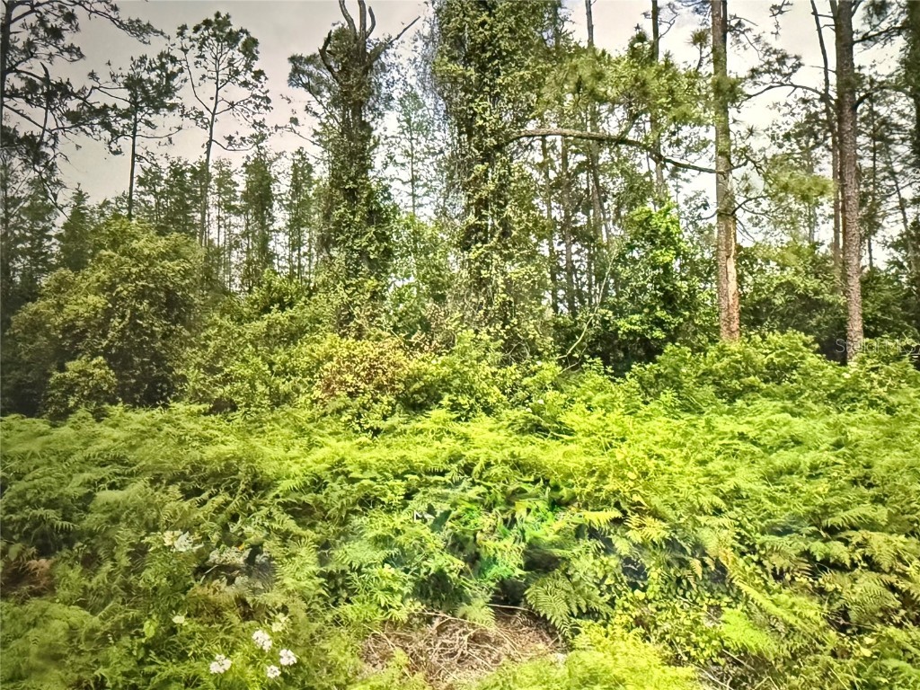 Fig Leaf Street Saint Cloud FL 34769 S5134093 image3