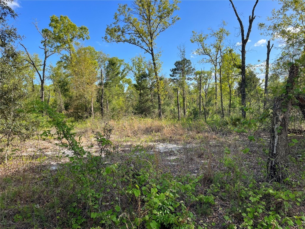 Fisher Lane Way Ocklawaha FL 32179 OM659427 image1