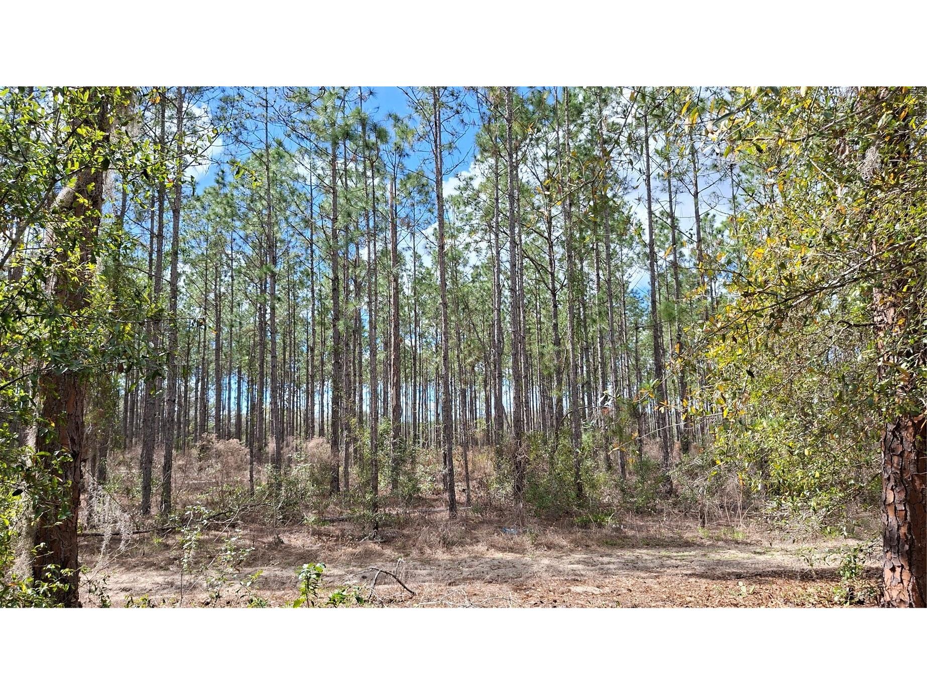 Fisher Way Ocklawaha FL 32179 GC538245 image2