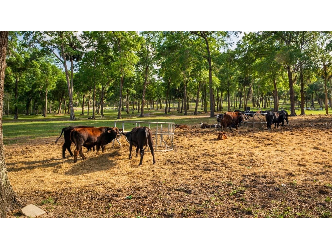 Fishermans Road Paisley FL 32767 - LAKE LULU AND LAKE AKRON O6297079 image48