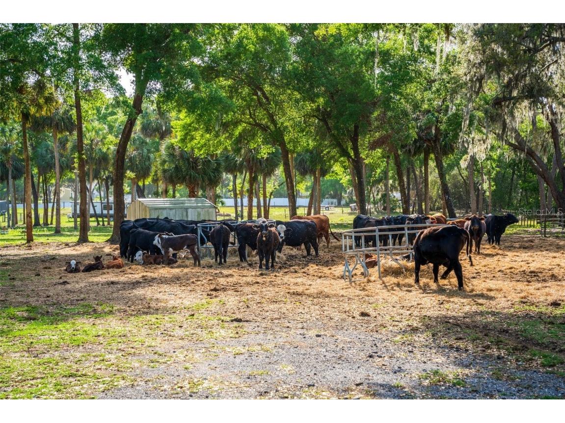 Fishermans Road Paisley FL 32767 - LAKE LULU AND LAKE AKRON O6297079 image63