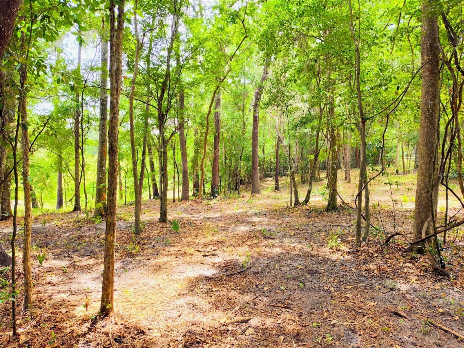 Fitzhugh Avenue Brooksville FL 34601 TB8517899 image3
