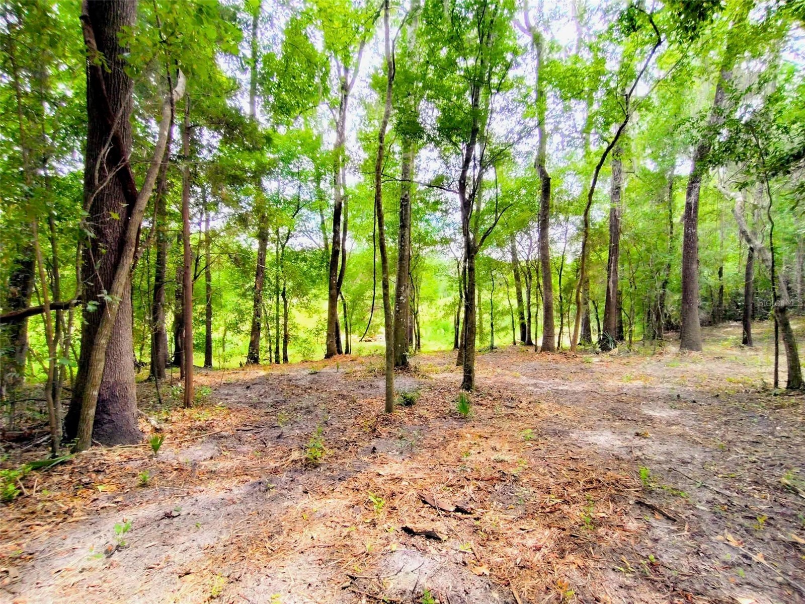 Fitzhugh Avenue Brooksville FL 34601 TB8517899 image5