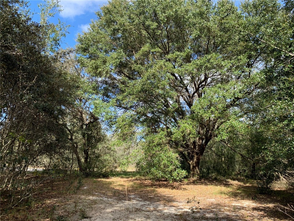 Florida Boys Ranch Road Clermont FL 34711 O6063231 image1