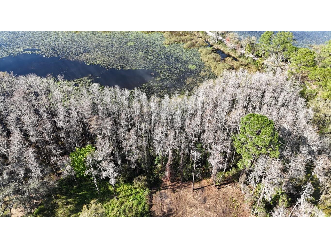 Florida Boys Ranch Road Groveland FL 34736 - PINE ISLAND LAKE O6282540 image12