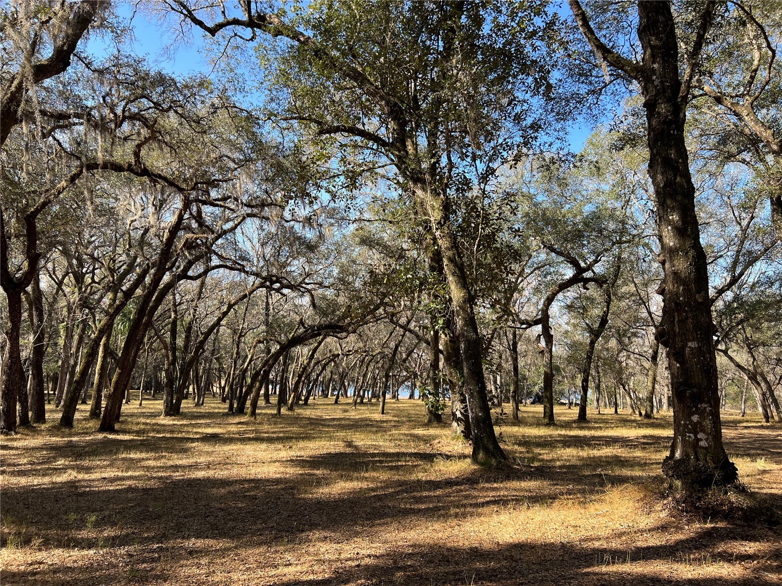 Forest 02 Road Umatilla FL 32784 - NICATOON G5109487 image1