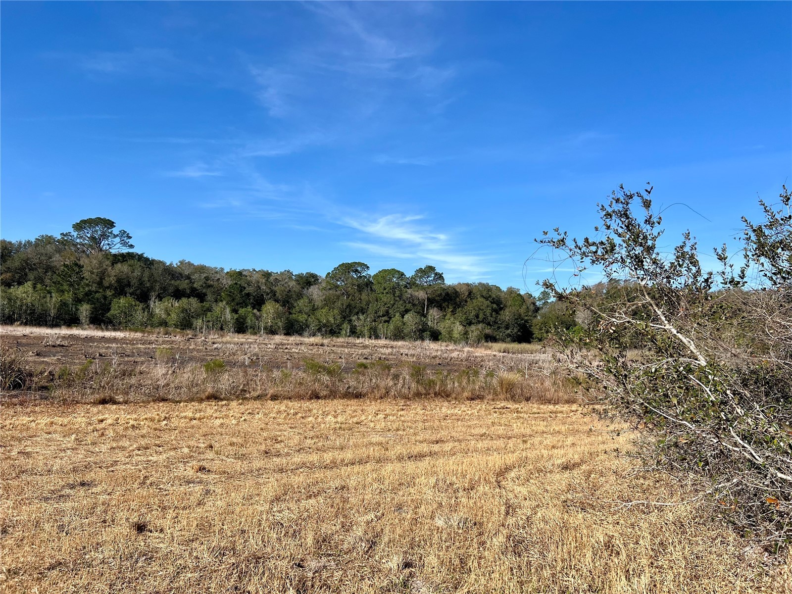 Forest 02 Road Umatilla FL 32784 - NICATOON G5109487 image10