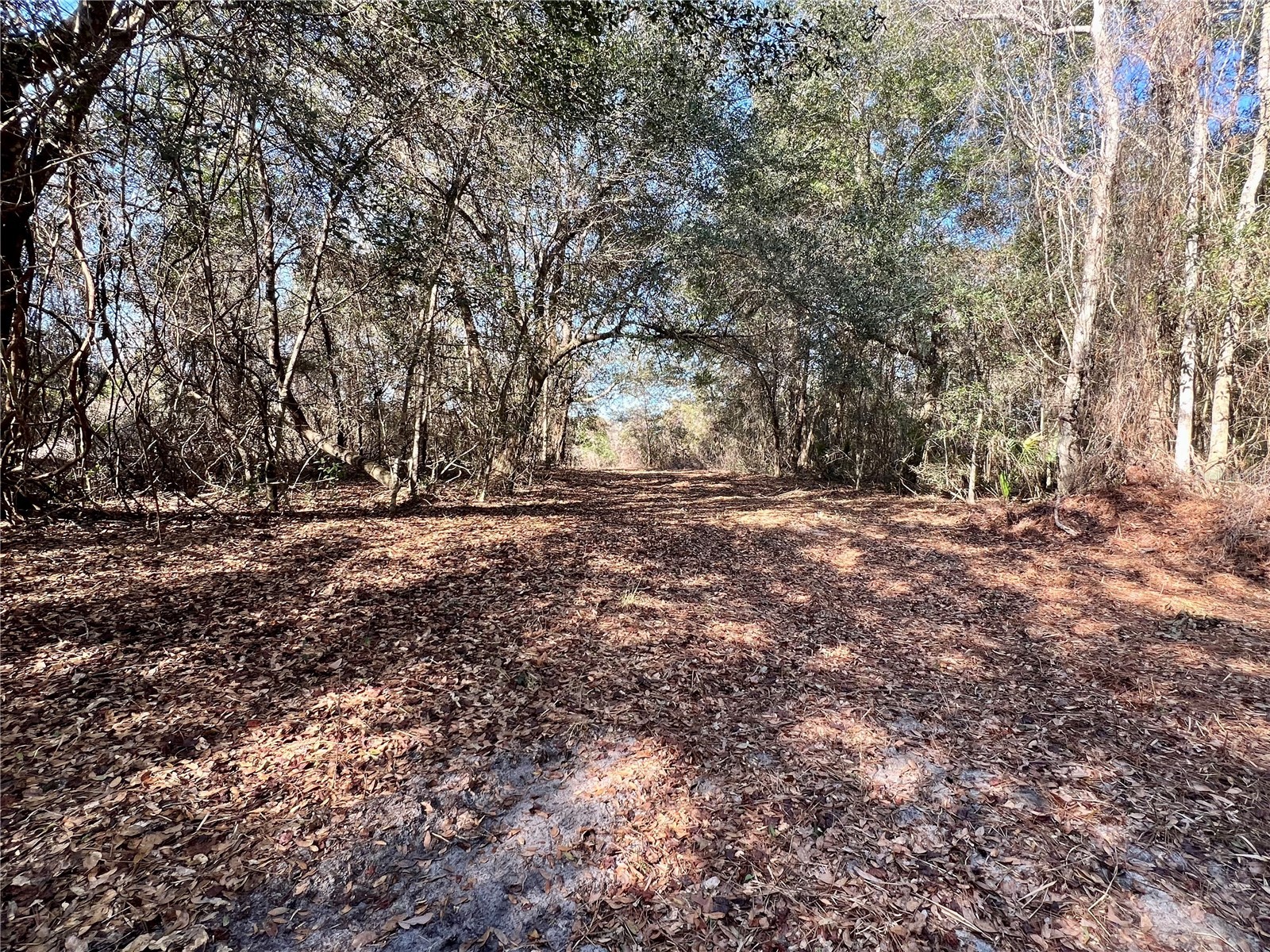 Forest 02 Road Umatilla FL 32784 - NICATOON G5109487 image12