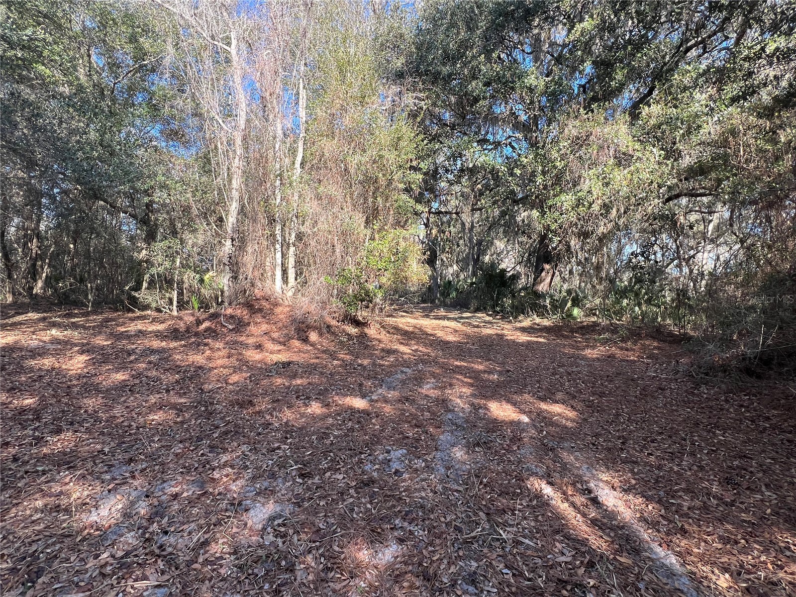 Forest 02 Road Umatilla FL 32784 - NICATOON G5109487 image13