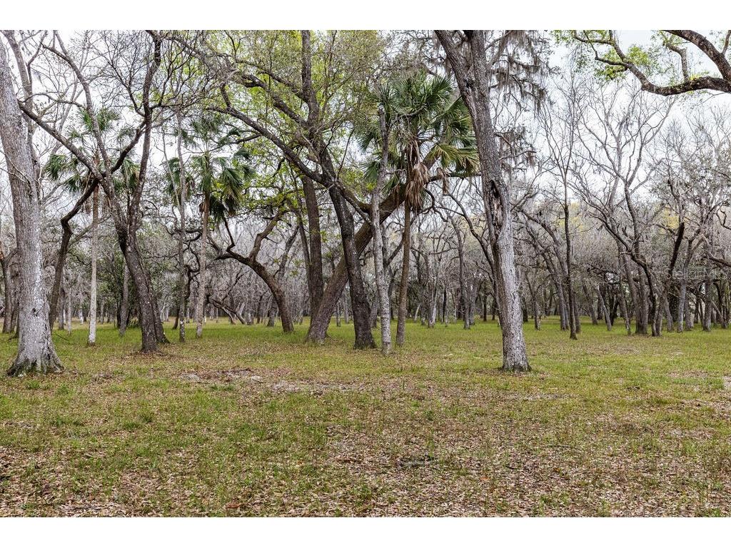 Forest 02 Road Umatilla FL 32784 - NICATOON G5109487 image18