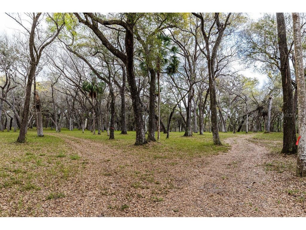 Forest 02 Road Umatilla FL 32784 - NICATOON G5109487 image20