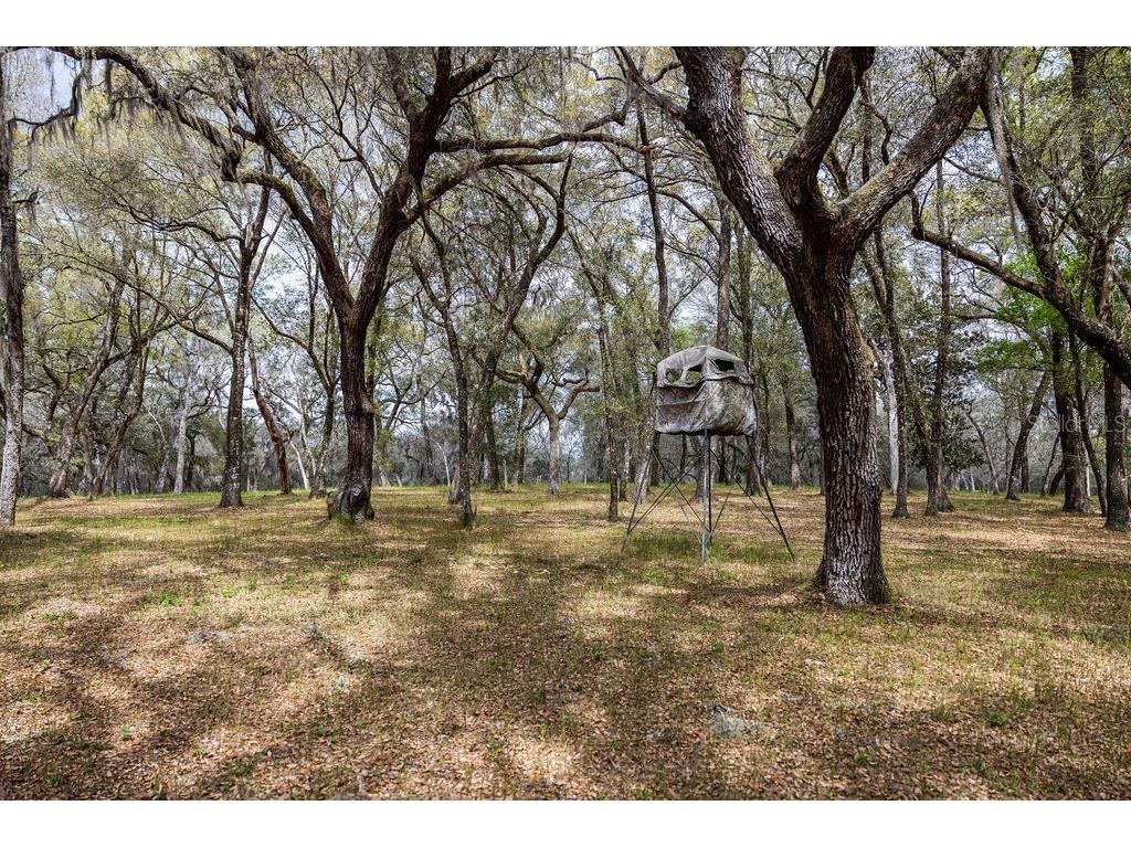 Forest 02 Road Umatilla FL 32784 - NICATOON G5109487 image24
