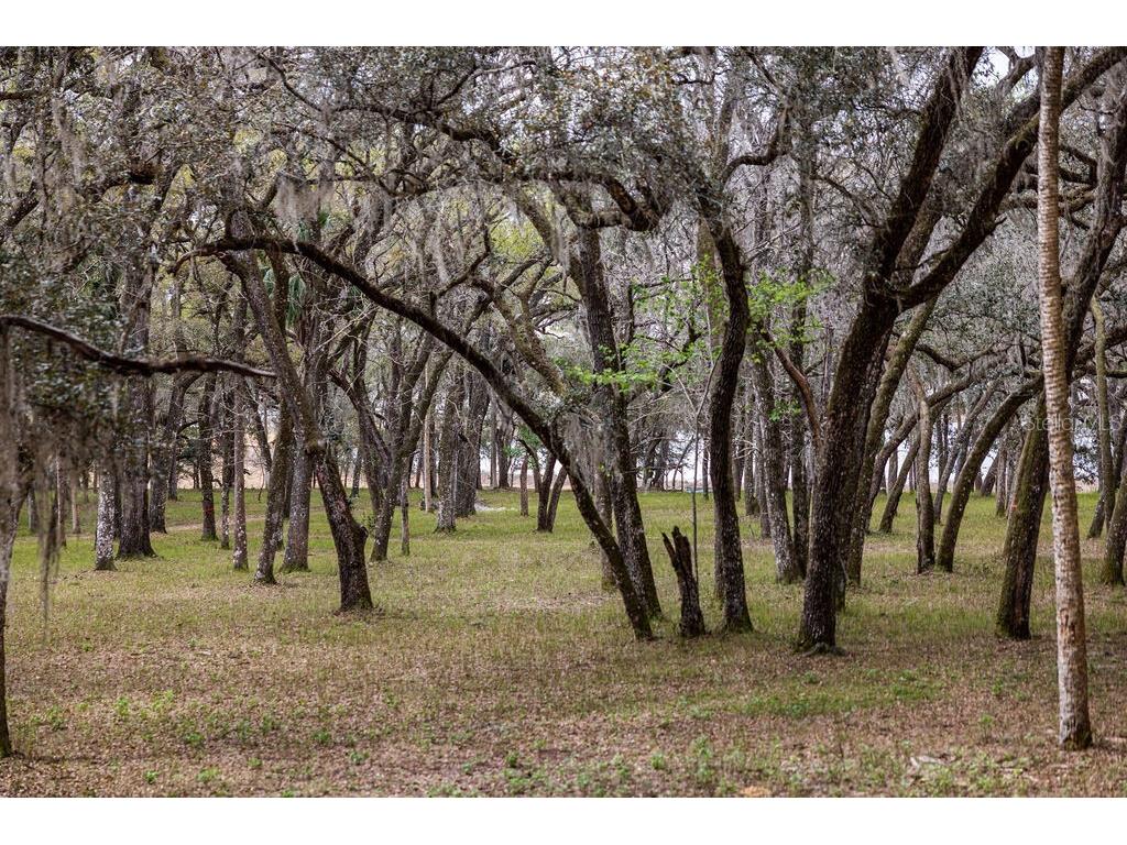Forest 02 Road Umatilla FL 32784 - NICATOON G5109487 image26