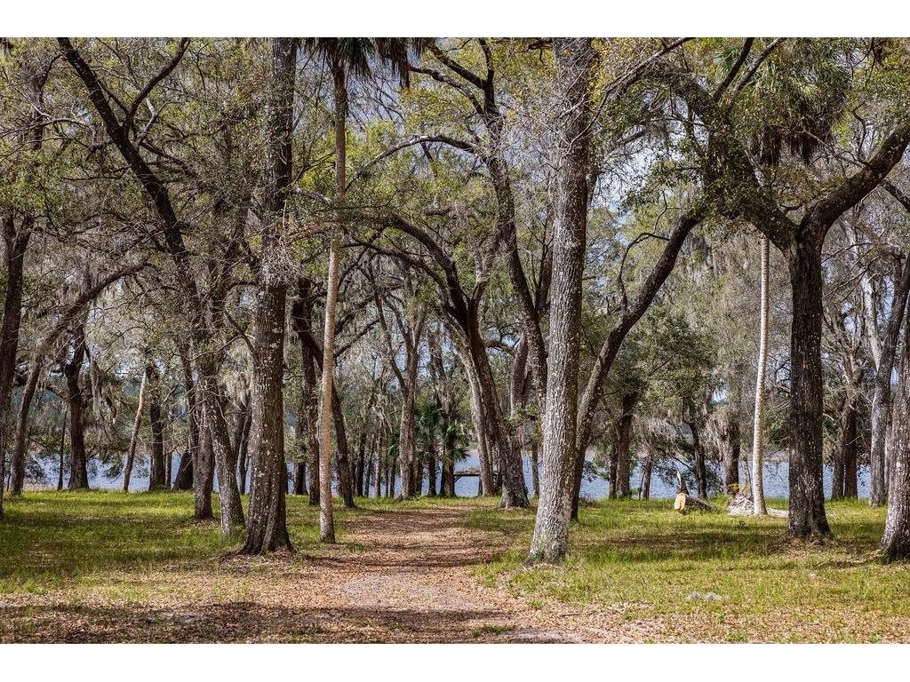 Forest 02 Road Umatilla FL 32784 - NICATOON G5109487 image27