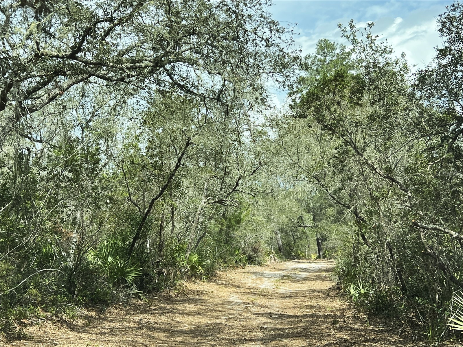 Forest 02 Road Umatilla FL 32784 - NICATOON G5109487 image3