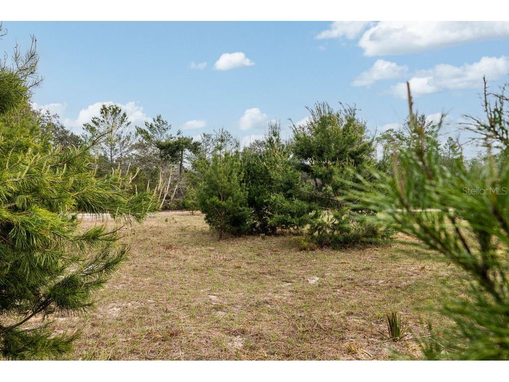 Forest 02 Road Umatilla FL 32784 - NICATOON G5109487 image32