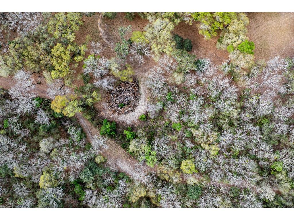 Forest 02 Road Umatilla FL 32784 - NICATOON G5109487 image48