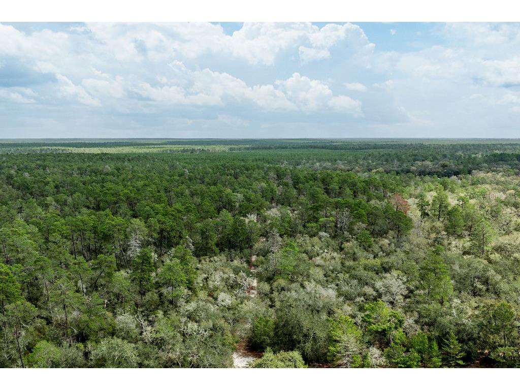 Forest 02 Road Umatilla FL 32784 - NICATOON G5109487 image51