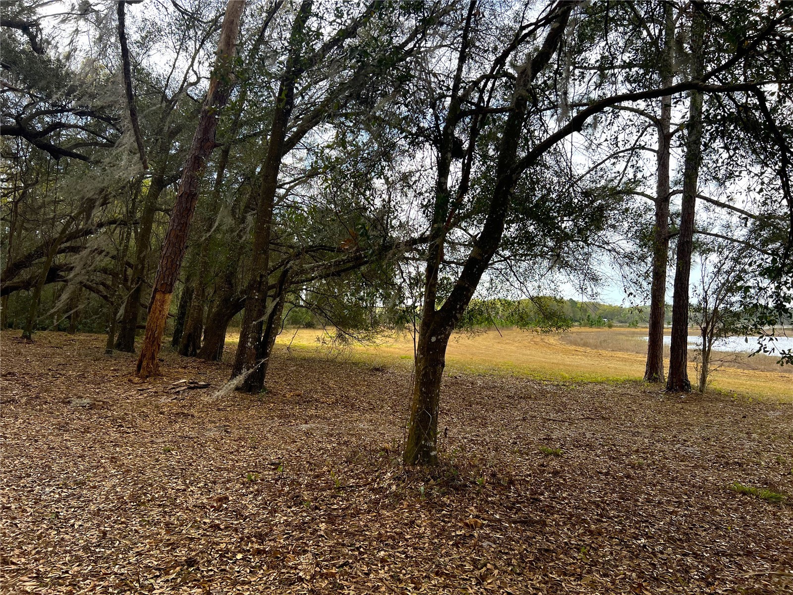 Forest 02 Road Umatilla FL 32784 - NICATOON G5109487 image6