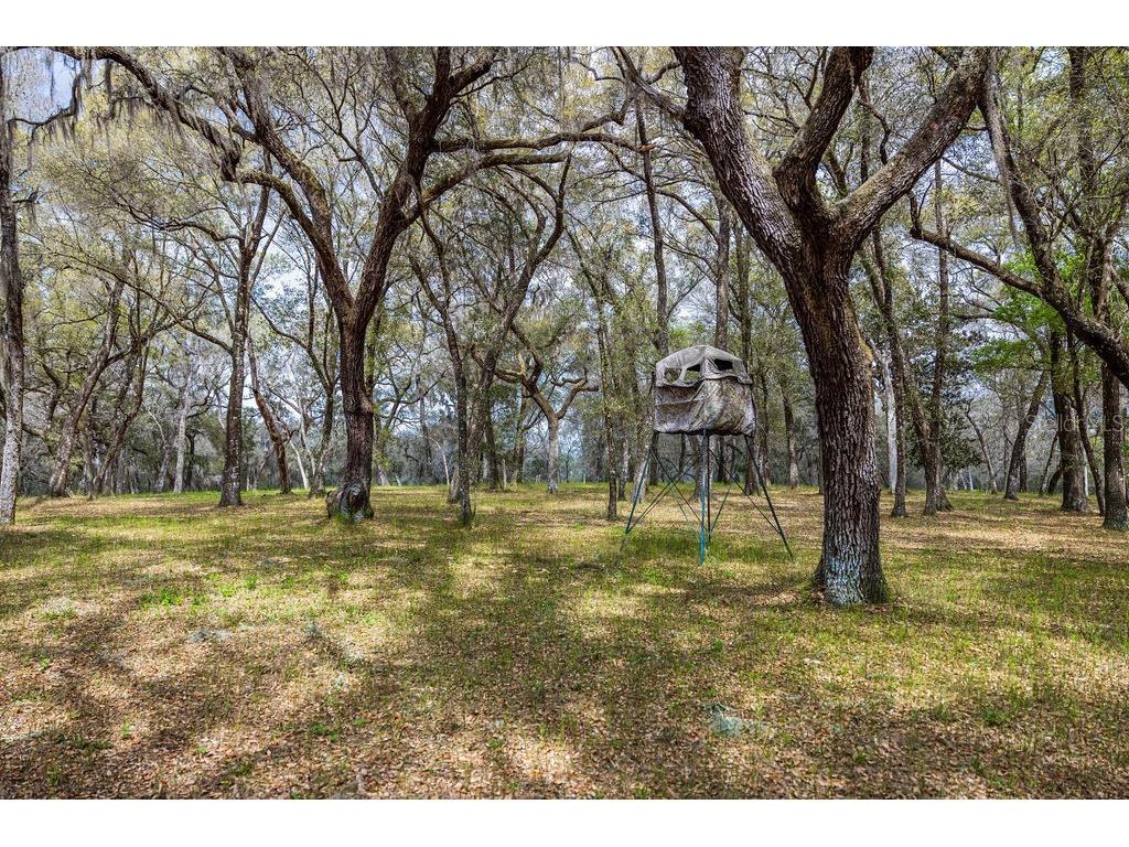 Forest 02 Road Umatilla FL 32784 - NICATOON G5109487 image64