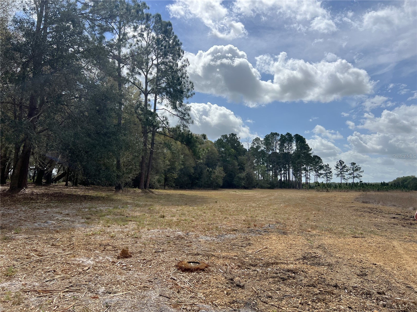 Forest 02 Road Umatilla FL 32784 - NICATOON G5109487 image8