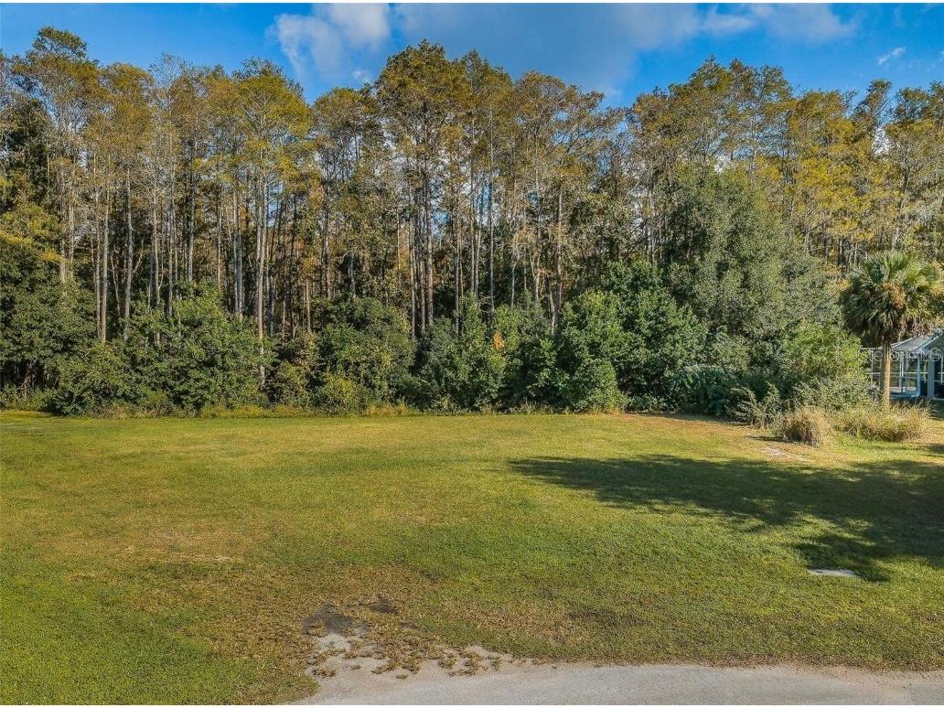 Fox Squirrel New Port Richey FL 34654 U8221846 image1