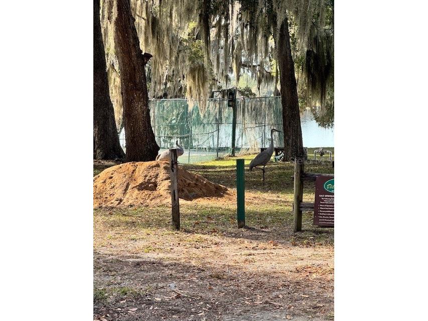  Salt Springs FL 32134 OM715478 image20