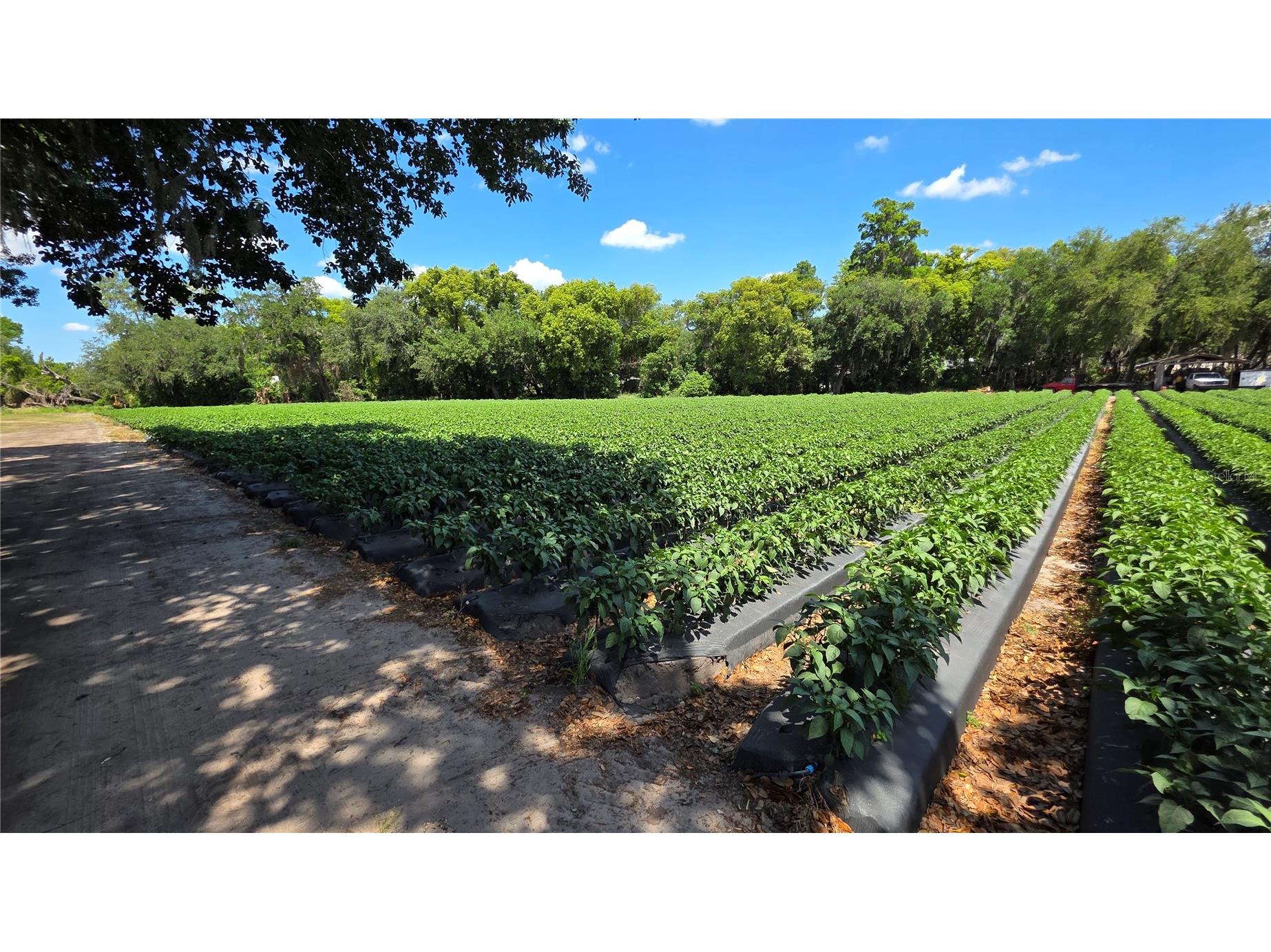 Gallagher Road Dover FL 33527 TB8502492 image10