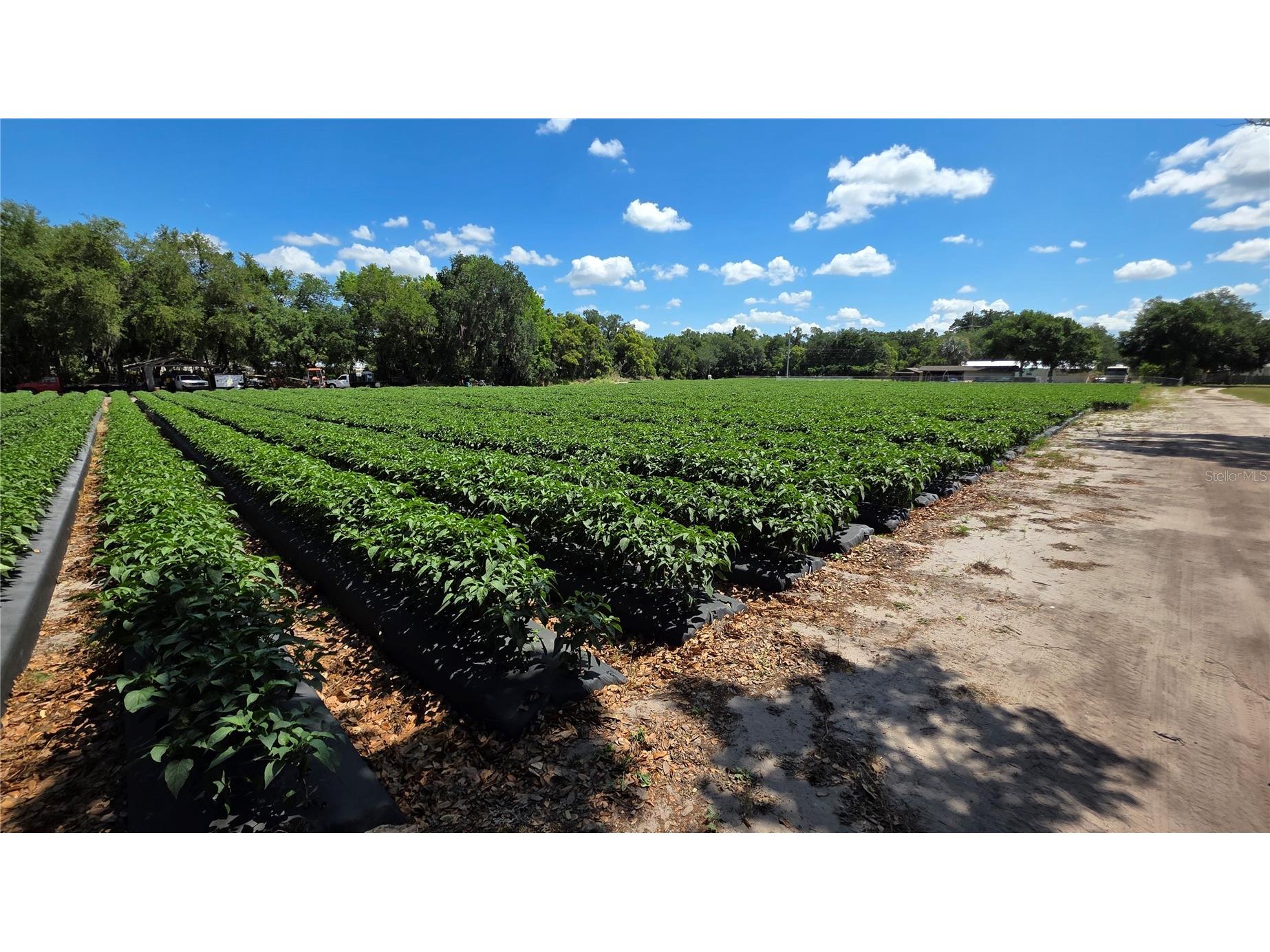 Gallagher Road Dover FL 33527 TB8502492 image11