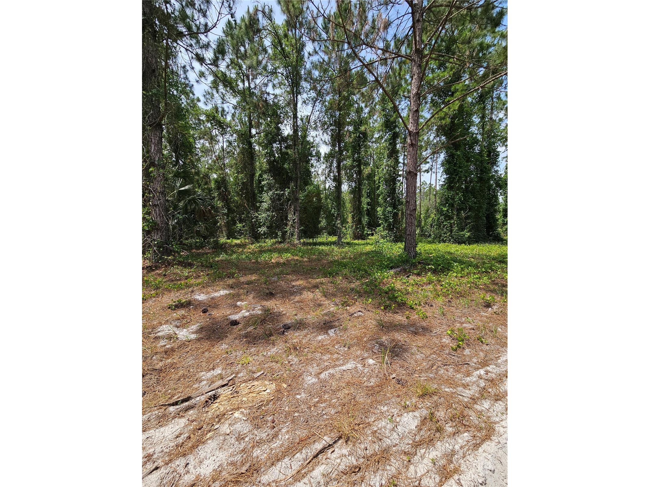 Geneva Woods Cove Geneva FL 32732 O6406735 image12