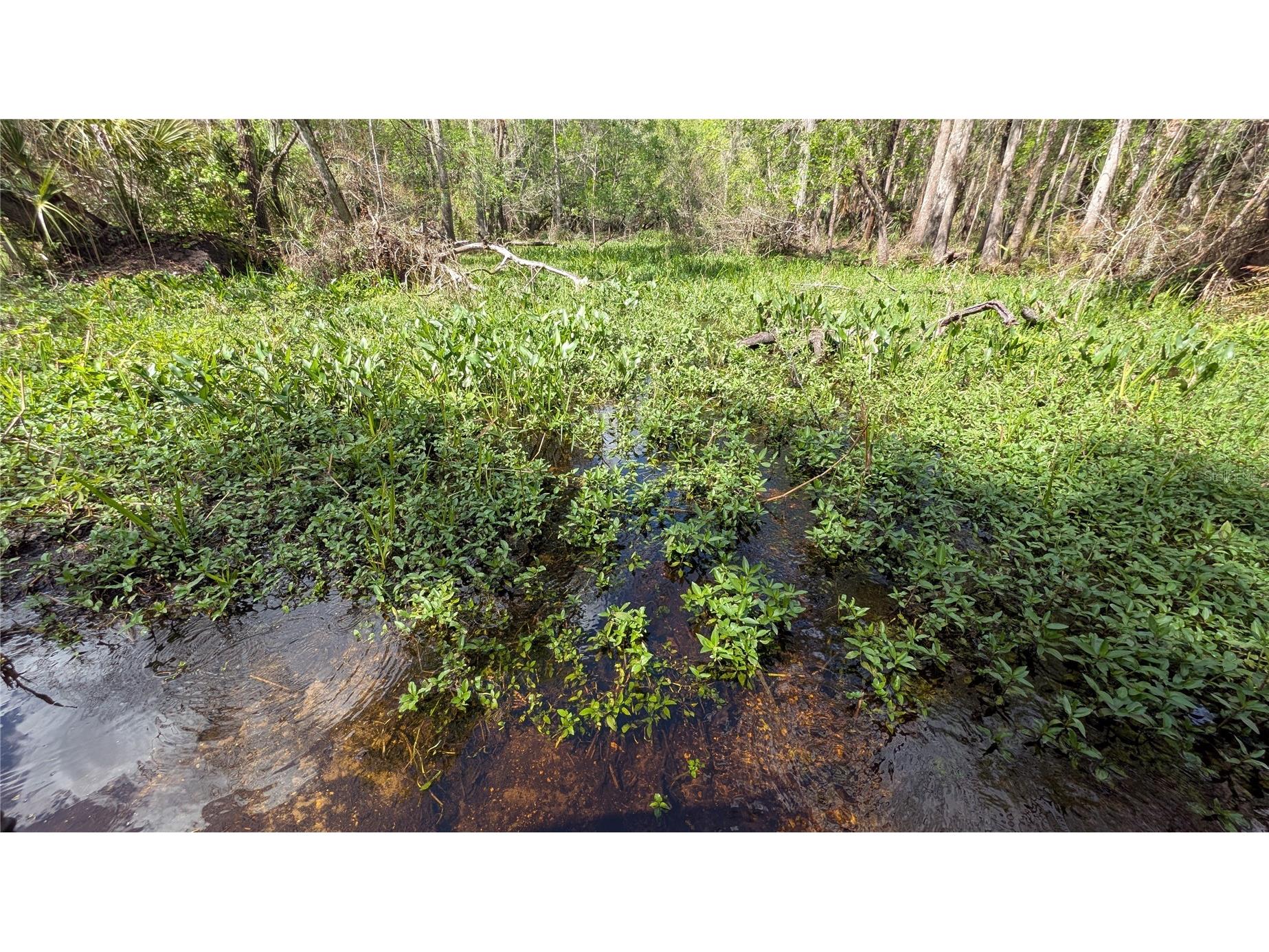 Gillette Road Zolfo Springs FL 33890 P4938092 image18