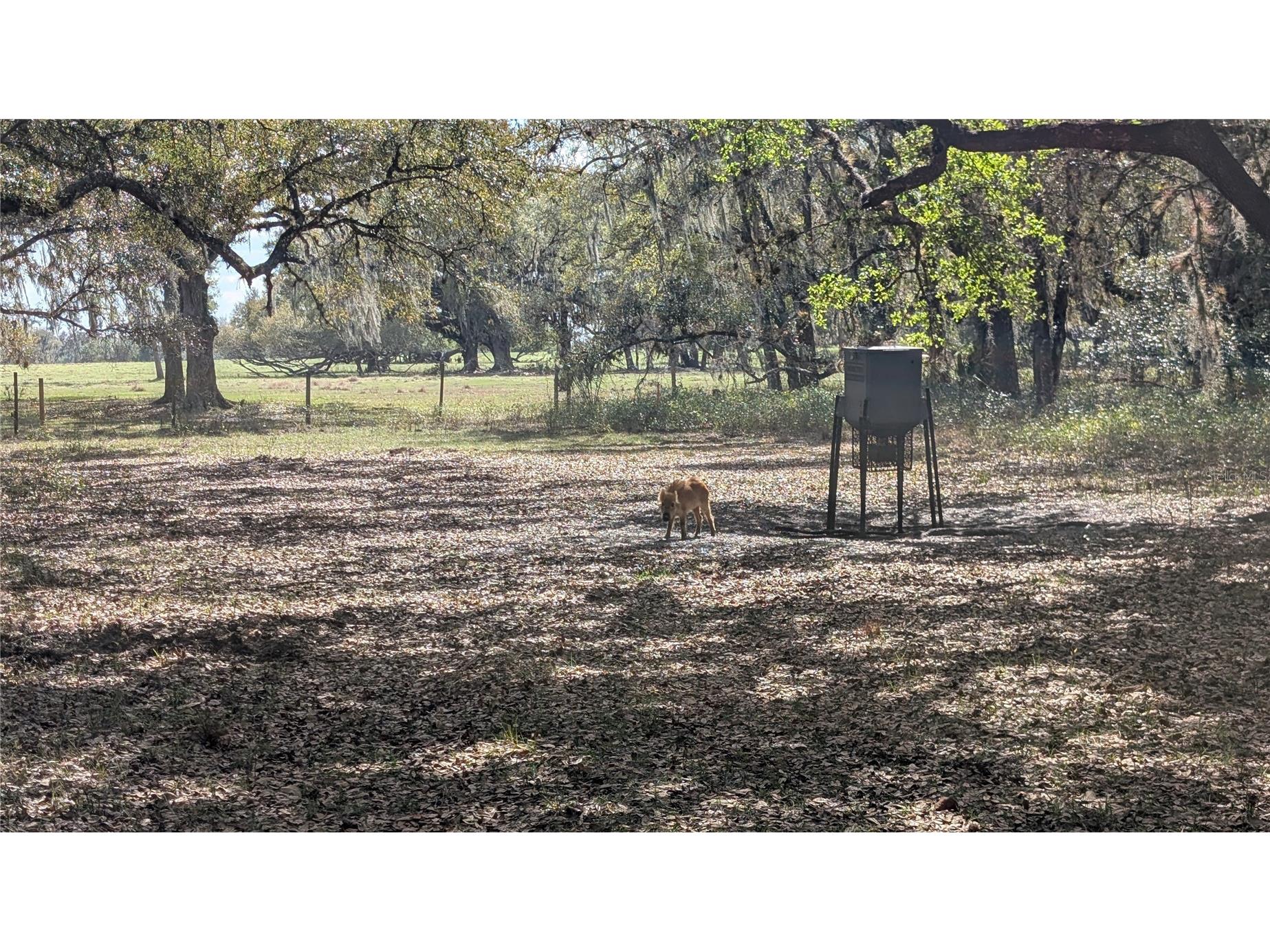 Gillette Road Zolfo Springs FL 33890 P4938092 image26