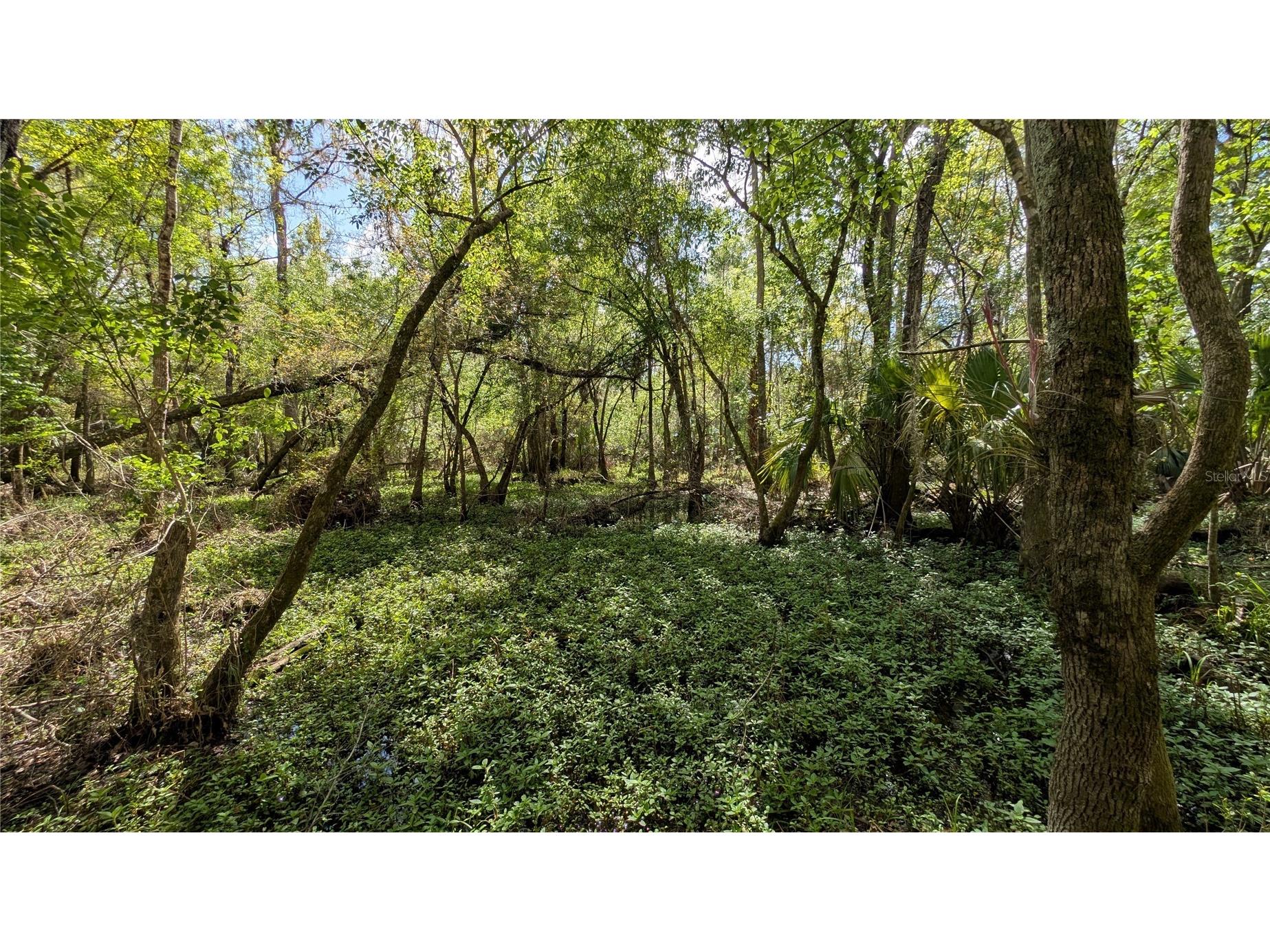 Gillette Road Zolfo Springs FL 33890 P4938092 image43